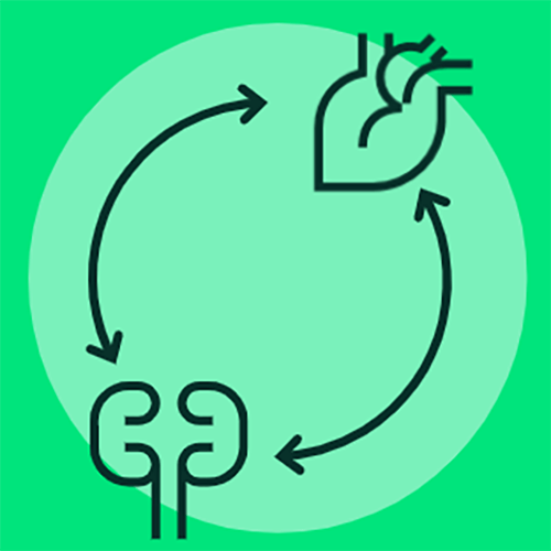 Medical illustration of kidneys